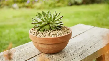 Szukasz alternatywy dla tradycyjnej ziemi? Ten granulat ze skały wulkanicznej ma aż 4 zastosowania