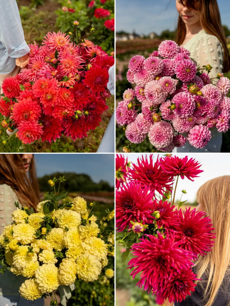 Kolorowe dalie z kolekcji Dalia Story – efektowne kwiaty do ogrodu, w wazon i na prezent