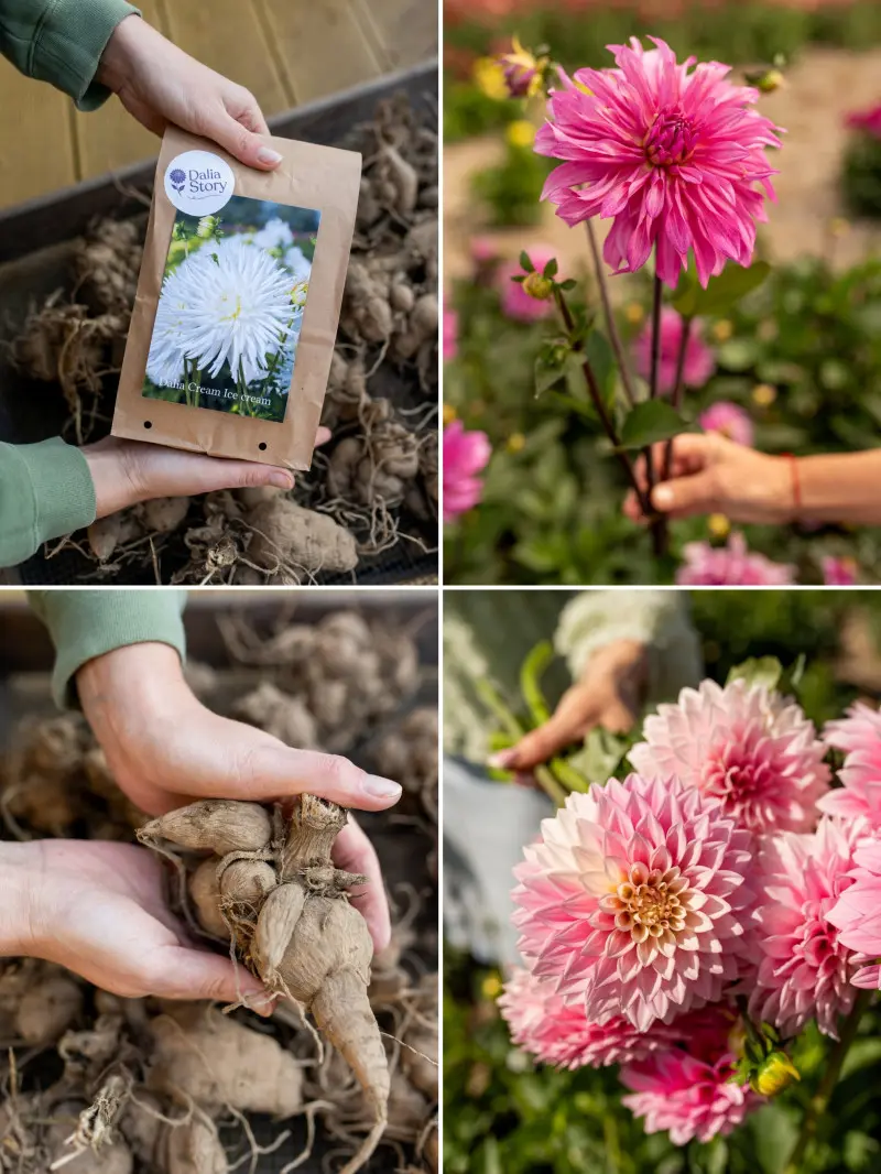 Od karpy do kwitnienia – dalie Dalia Story w ogrodzie i na rabacie