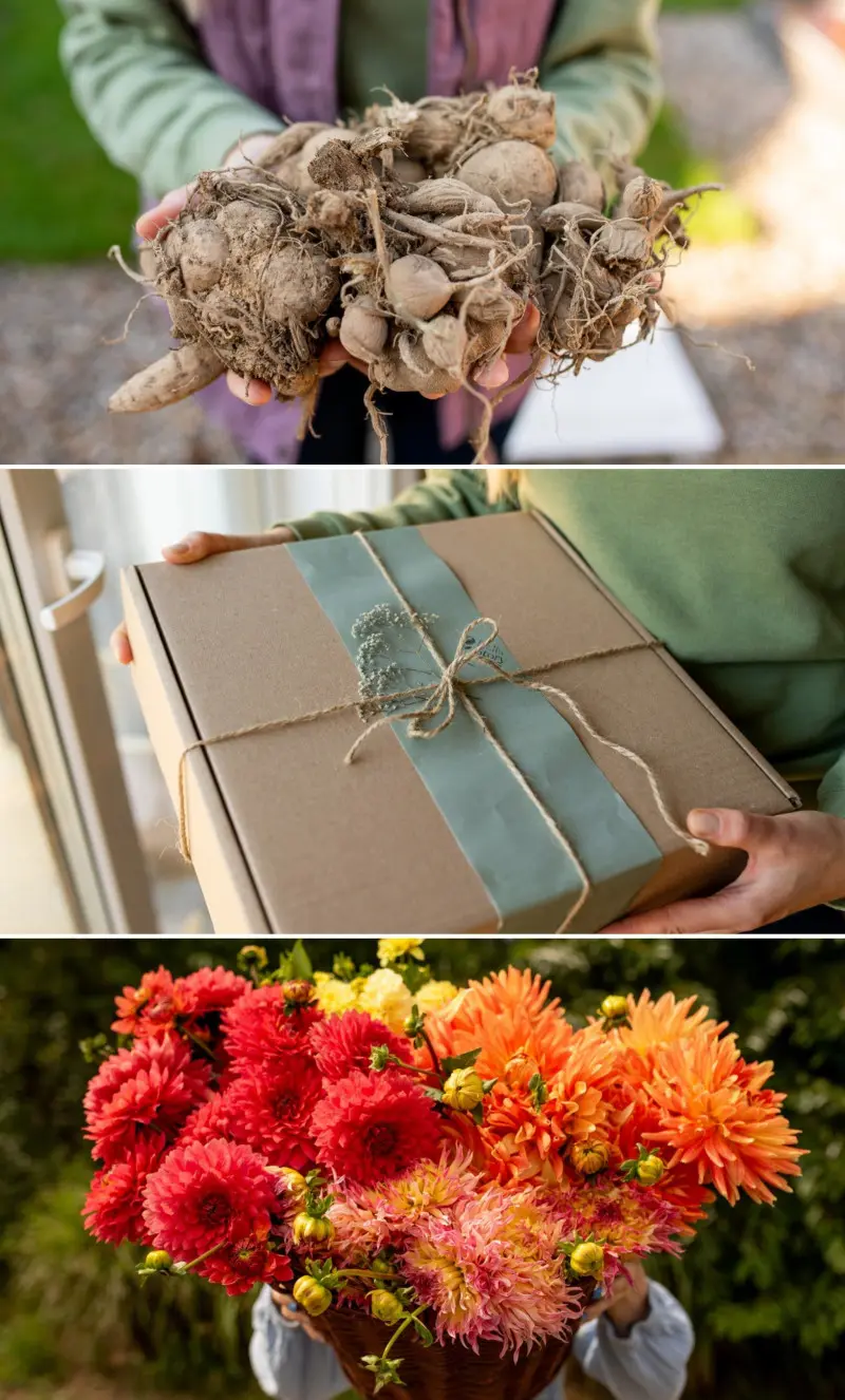 Od karpy do bukietu – dalie Dalia Story piękny prezent i ogrodowa radość