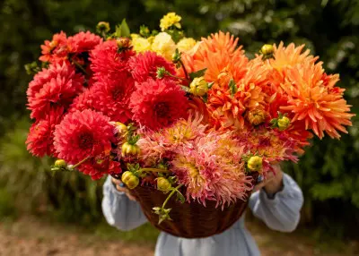 Zakochaj się w daliach – wybierz najpiękniejszą odmianę, posadź wiosną, a latem podziwiaj spektakl