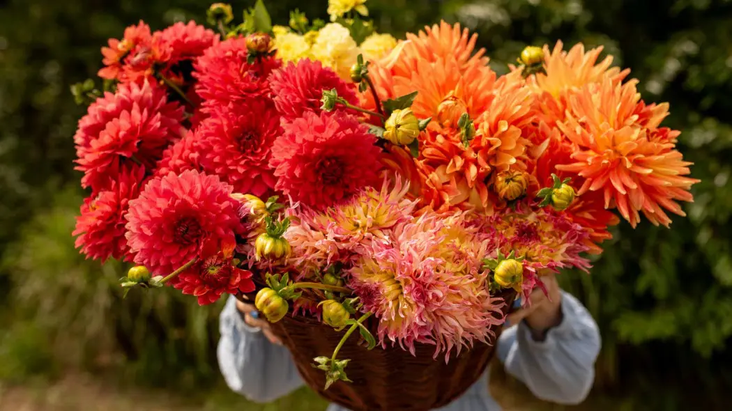 Dalie będą hitem sezonu 2026 w Twoim ogrodzie. Zacznij teraz, podziękujesz sobie latem