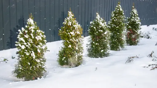 Jak dbać o tuje zimą? Uniknij błędów, które mogą je zniszczyć