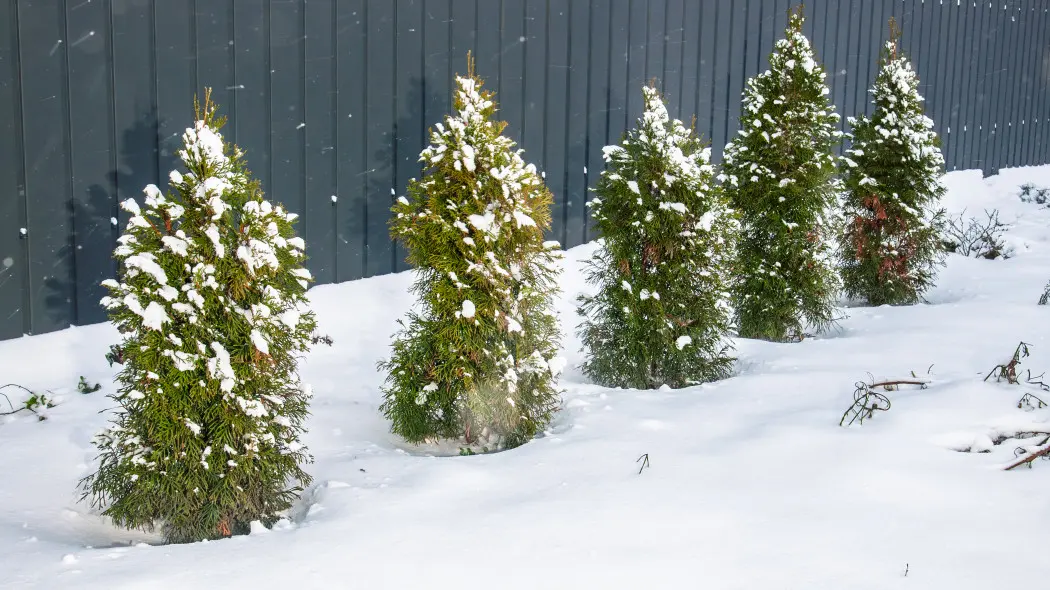 Zimowa pielęgnacja tui. To łatwiejsze, niż myślisz