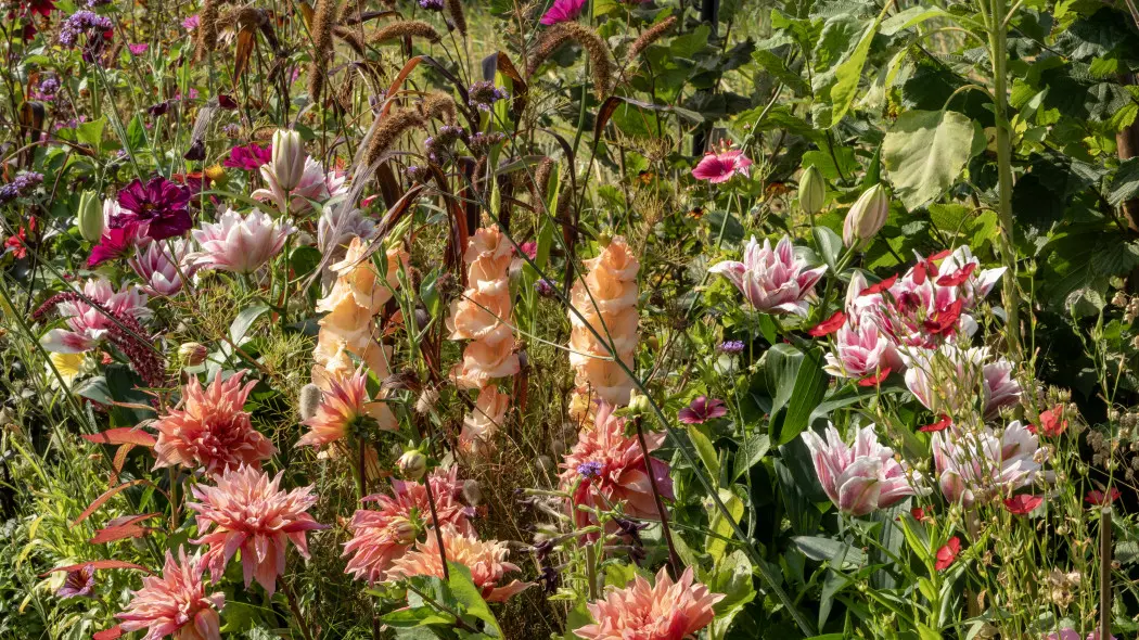 Posadź najpiękniejsze letnie cebulki, by cieszyć się nimi w ciepłe i słoneczne dni