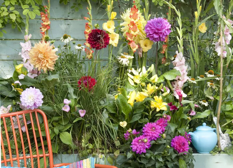 Lilie, dalie, kalie, mieczyki