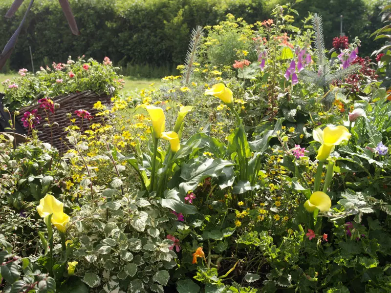 Letnie kwiaty cebulowe