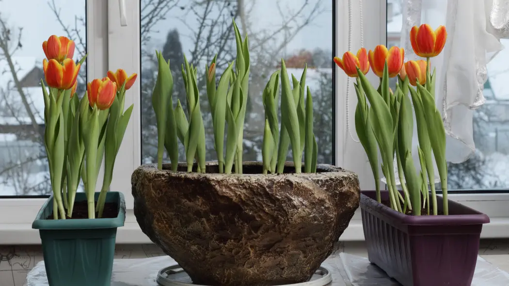 Wiosna już w lutym? To możliwe