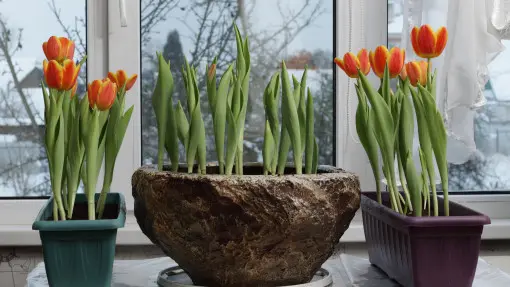 Jak mieć kwitnącą wiosnę kilka tygodni wcześniej? Wypróbuj zimowe pędzenie