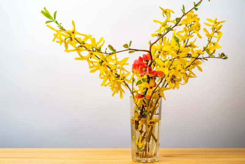 Te gałązki zakwitną w wazonie