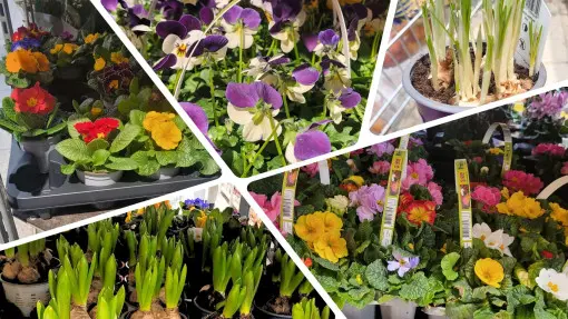 W marketach są już wiosenne kwiaty. Czy mroźny luty to dobry czas na zakupy?