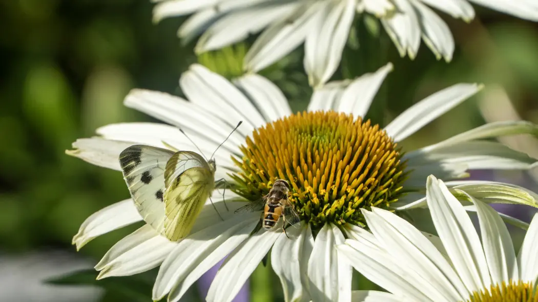 Ratuj pszczoły i motyle dzięki kwitnącym bylinom