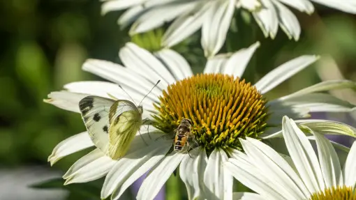 Ratuj pszczoły i motyle dzięki kwitnącym bylinom. Zobacz 14 gatunków, które kochają zapylacze