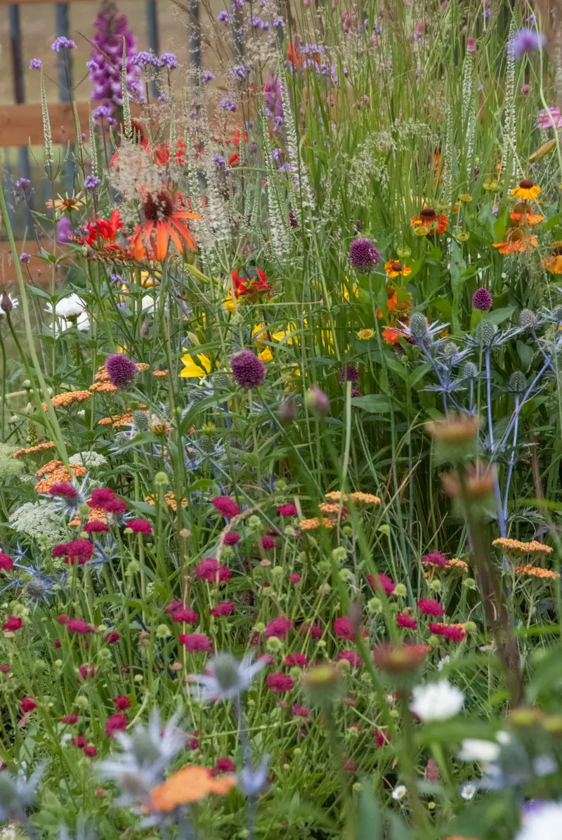 Brzęczy, kwitnie, żyje – taki może być Twój ogród. Wystarczy kilka bylin