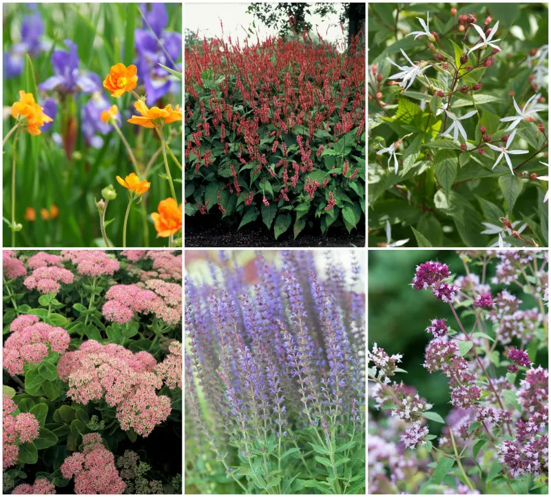 Byliny dla motyli i pszczół