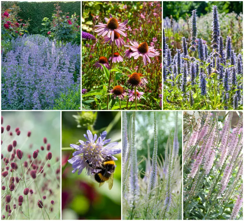 Byliny dla motyli i pszczół