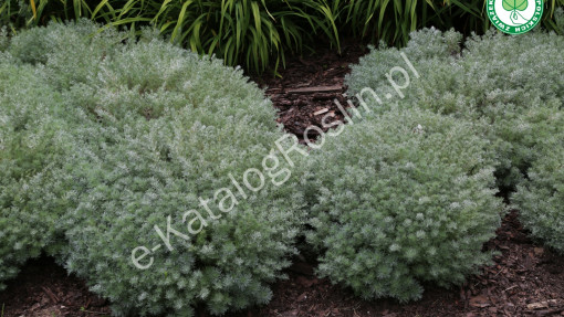 Bylica Schmidta ‘Nana’