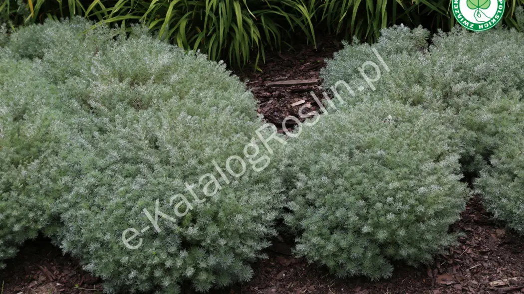 Bylica Schmidta ( Artemisia schmidtiana) ‘Nana’ w ogrodzie. Bylina o srebrzystych liściach i kulistym kształcie