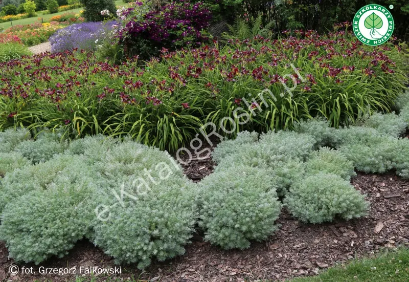 Bylica Schmidta ‘Nana’