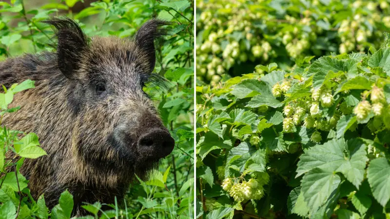 Chmiel – skuteczny w odstraszaniu dzików