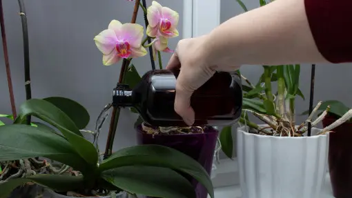 Regularnie podlewaj tym storczyka. Co chwila będzie miał nowe pąki