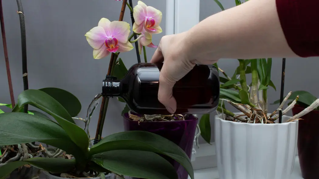 Regularnie podlewaj tym storczyka. Co chwila będzie miał nowe pąki