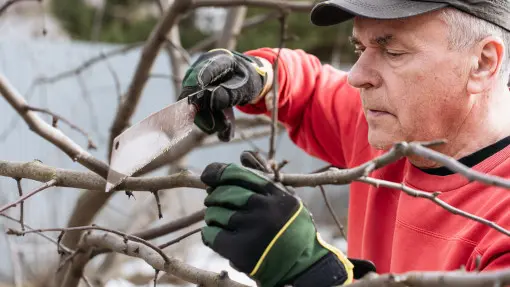 Przycinanie jabłoni przed sezonem. Jak, kiedy i po co to robić?