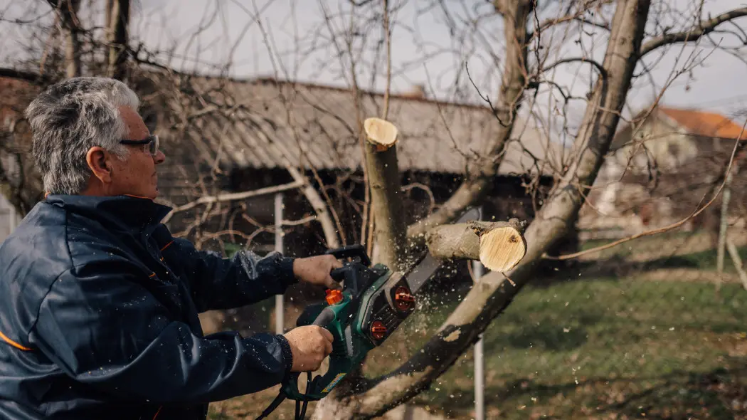 Wycinanie drzew i krzewów w ogrodzie – aktualne przepisy 2026