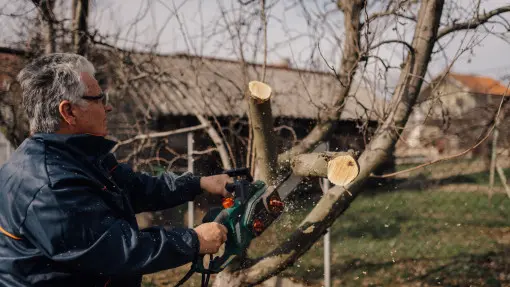 Co się zmieniło w 2026 roku? Przepisy dot. wycinki drzew i krzewów na prywatnej działce