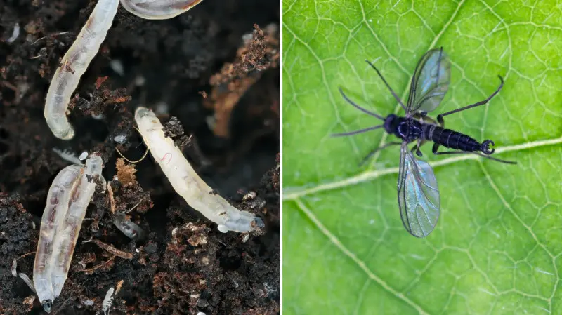 Ziemiórki - wygląd dorosłych i larw oraz szkodliwość