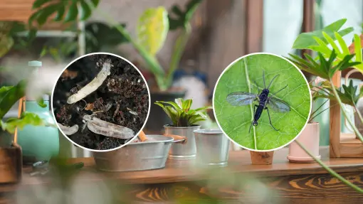 Jak pozbyć się ziemiórek bez chemicznych preparatów? Wystarczą dwie proste rzeczy