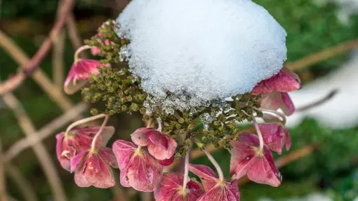 Zimowa pielęgnacja hortensji. Jak dbać, by nie stracić kwiatów?