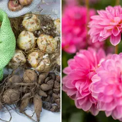 Jakie kwiaty sadzimy wiosną? Te rośliny będą hitem Twoich rabat