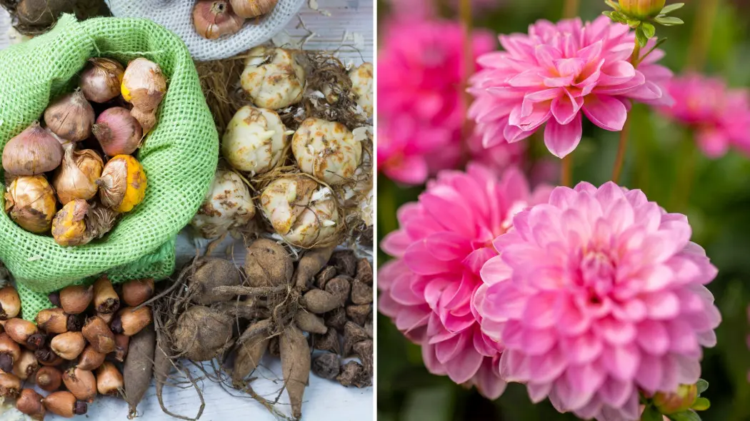 Posadź najpiękniejsze cebulki i ciesz się kwiatami