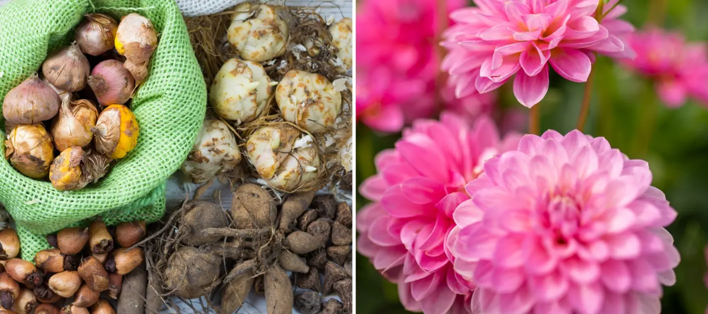 Posadź najpiękniejsze cebulki i ciesz się kwiatami