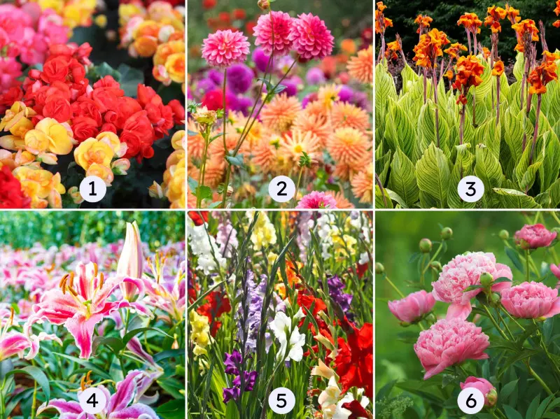 Letnie kwiaty cebulowe