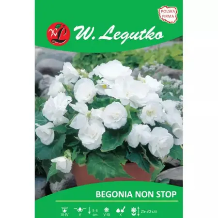 Begonia bulwiasta Non Stop biała