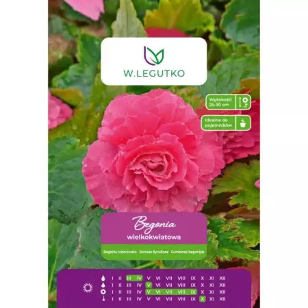 Begonia bulwiasta wielkokwiatowa różowa