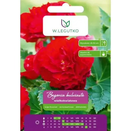 Begonia bulwiasta wielkokwiatowa czerwona
