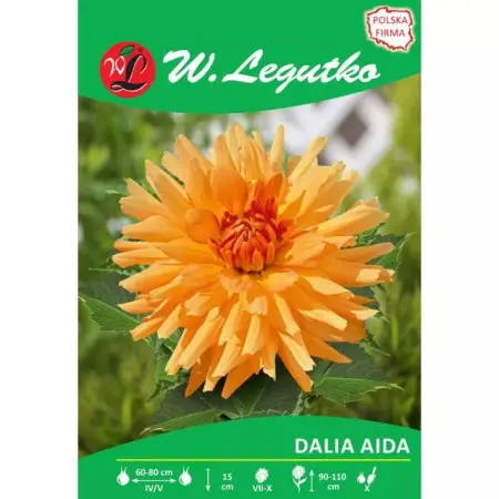 Dalia Aida złoto-pomarańczowa