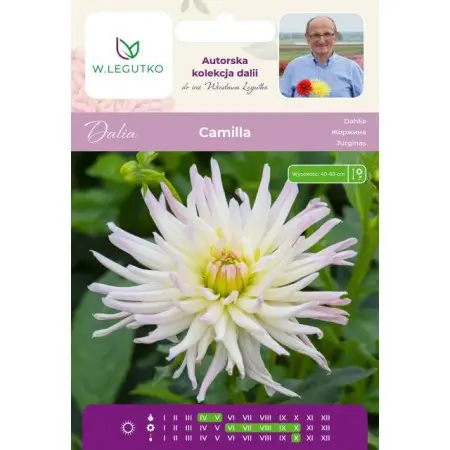 Dalia Camilla kremowa