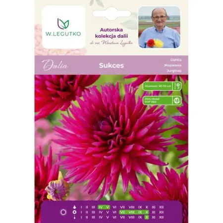 Dalia Sukces purpurowo-fioletowa