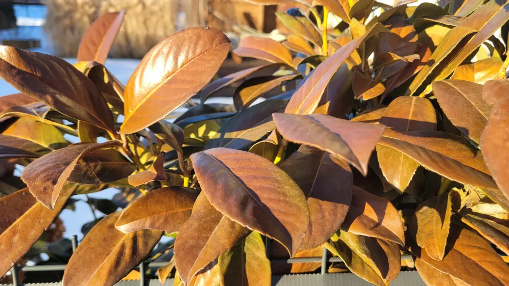 Tak wygląda Twoja laurowiśnia? Wysyła Ci sygnał S.O.S.