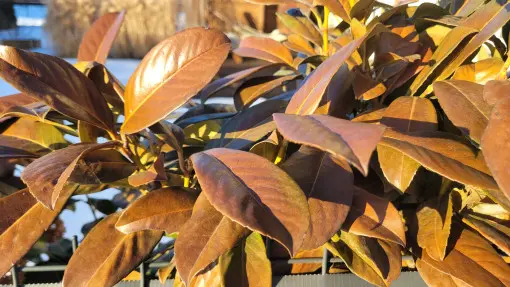 Tak wygląda Twoja laurowiśnia? Wysyła Ci sygnał S.O.S.