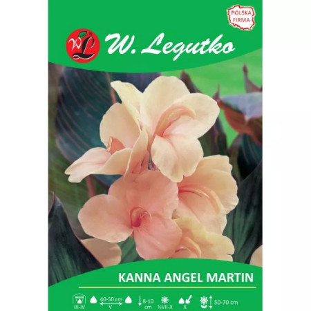 Kanna Angel Martin morelowa