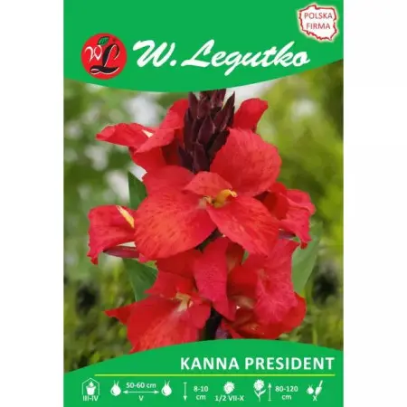 Kanna President czerwona