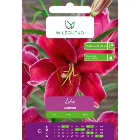 Lilia Gomera purpurowa