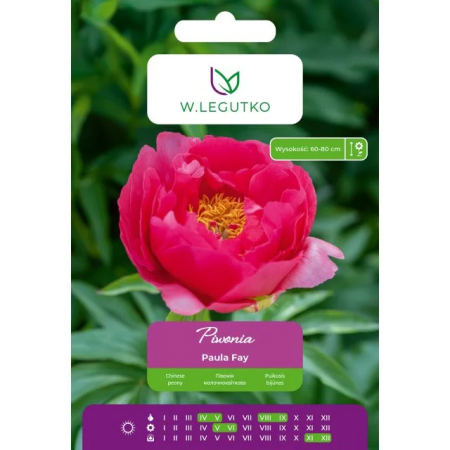 Piwonia Paula Fay różowa