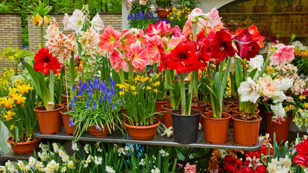 Te rośliny doniczkowe kwitną, gdy za oknem wciąż jest zima. Nie chodzi o cebulowe