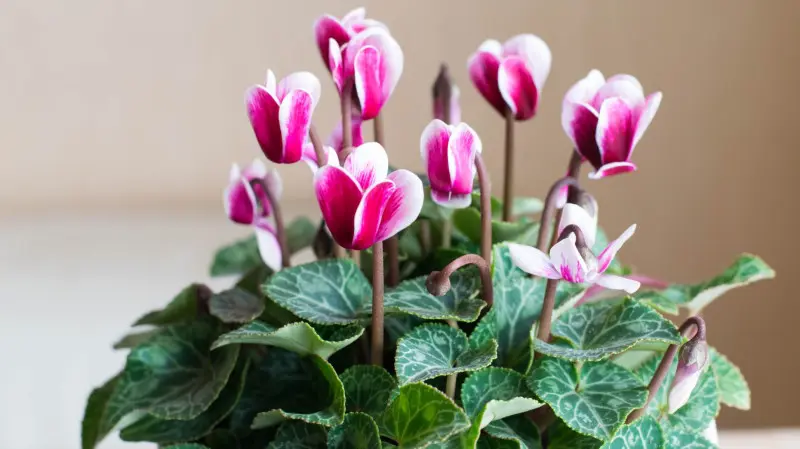Delikatne różowo-białe kwiaty cyklamenu perskiego kwitnące zimą w doniczce, otoczone dekoracyjnymi liśćmi z jasnym rysunkiem